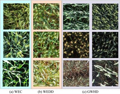 FIDMT-GhostNet: a lightweight density estimation model for wheat ear counting